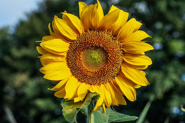 Close-up of sunflower hearts in scoop
