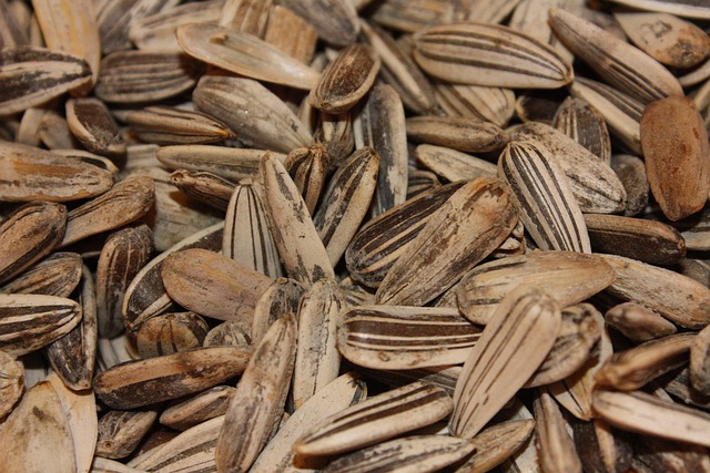 Close-up of sunflower hearts in tray