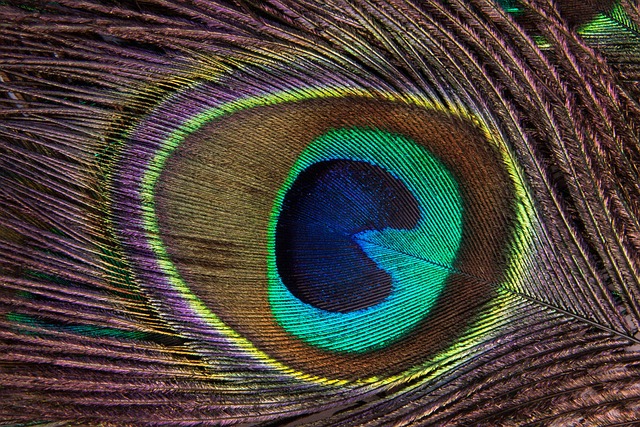 Close-up of wheat-free bird food