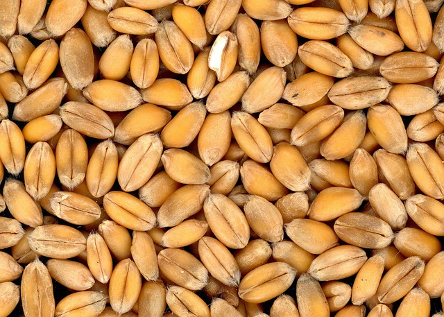 Close-up of wheat-free bird food