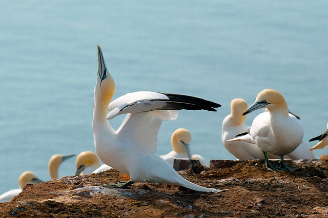 Close-up of wheat-free bird food