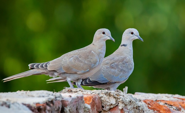 Collared doves eating from patio ground feeder