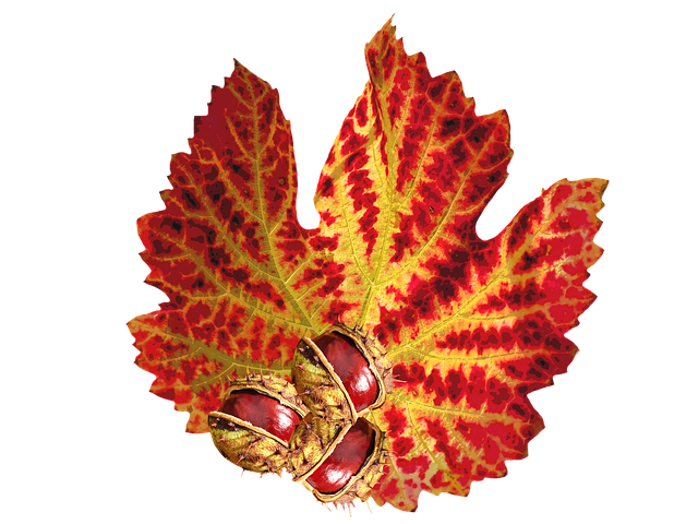 Colorful autumn leaves and feeders