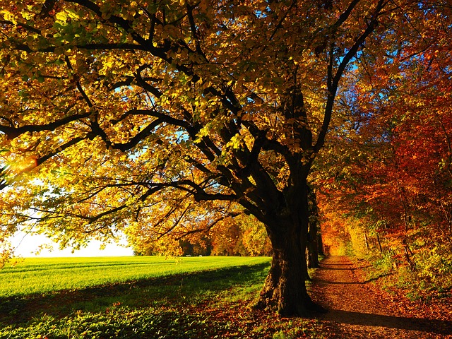 Colorful autumn leaves and feeders