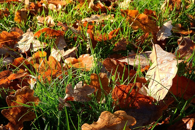 Colorful autumn leaves and feeders