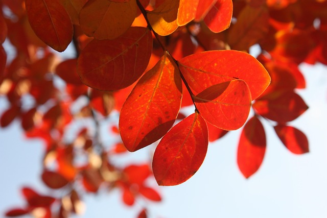 Colorful autumn leaves and feeders