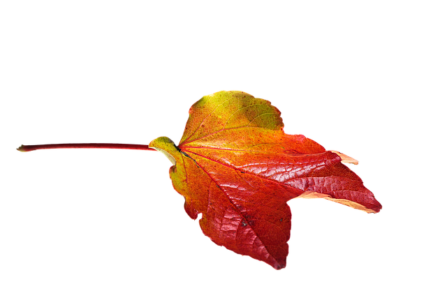 Colorful autumn leaves and feeders