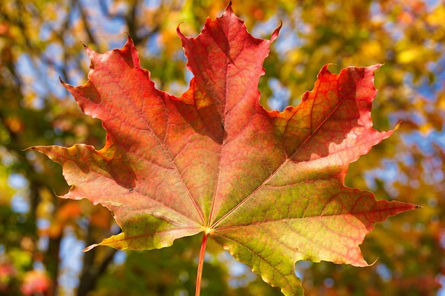 Colorful autumn leaves and feeders
