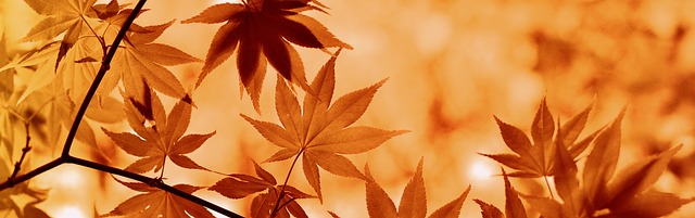 Colorful autumn leaves and feeders