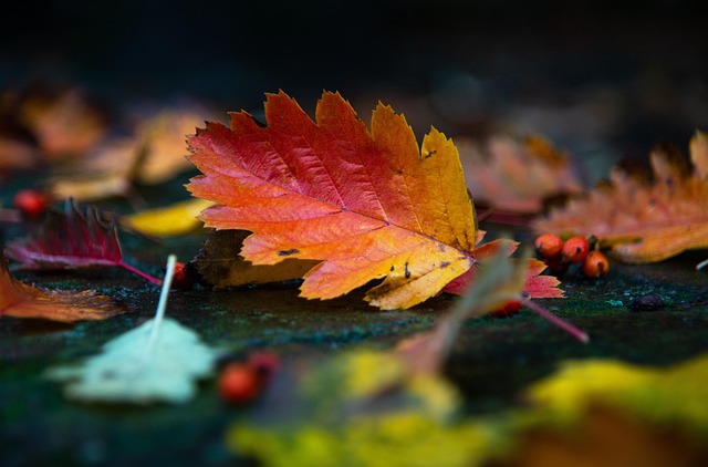 Colorful autumn leaves and feeders