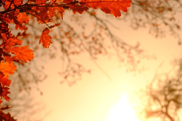 Colorful autumn leaves and feeders