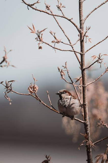 Colourful finches perched near seed mix