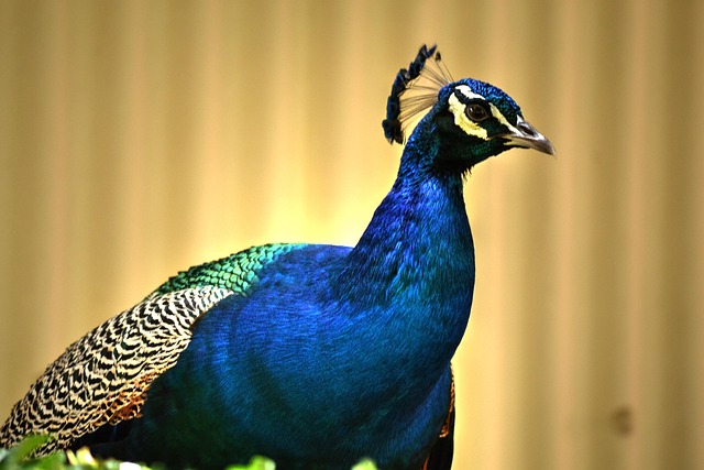 Colourful wheat-free bird food mix