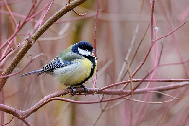 Compact bird feeding station with small birds