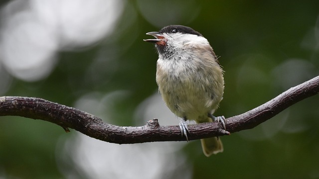 Compact bird feeding station with small birds
