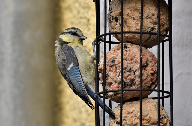 Compact bird feeding station with small birds