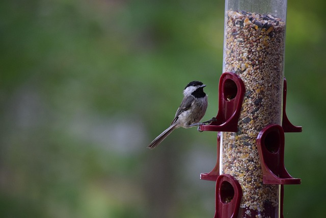 Covered bird feeder preventing seed spills