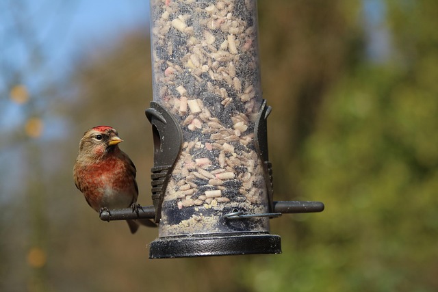 Covered tray feeder on garden lawn