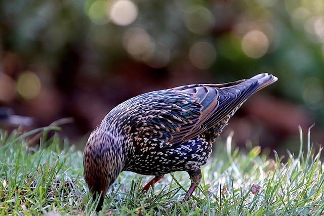 Covered tray feeder on garden lawn