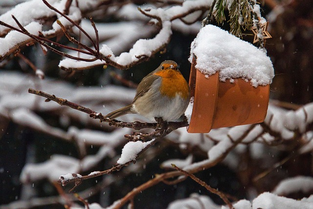 Crushed peanuts for garden robins