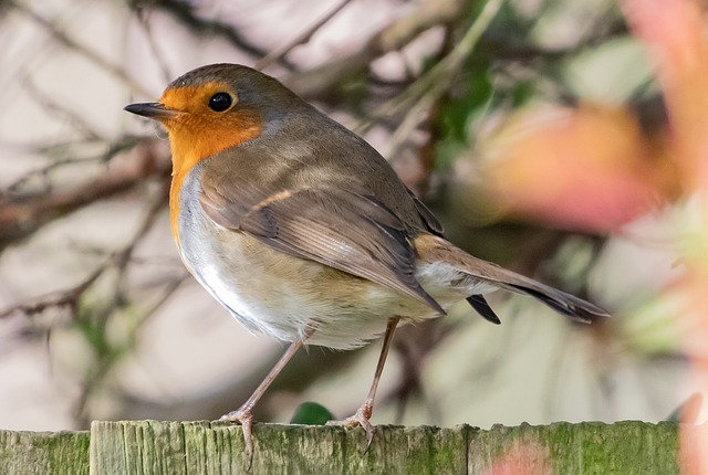 Curious robin hopping on patio stones