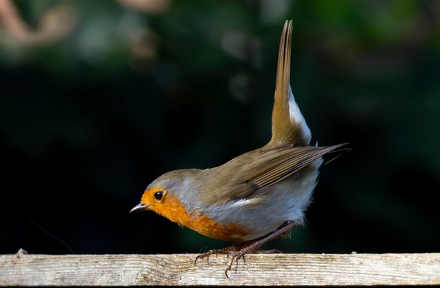 Curious robin hopping on patio stones