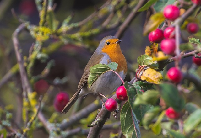 Curious robin hopping on patio stones
