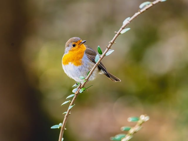 Curious robin hopping on patio stones