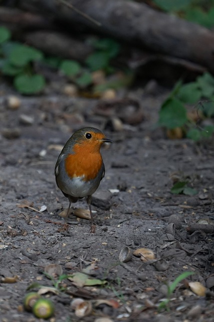 Curious robin hopping on patio stones