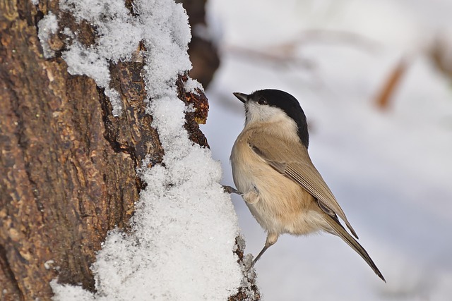 Delivery of bulk bird food supplies