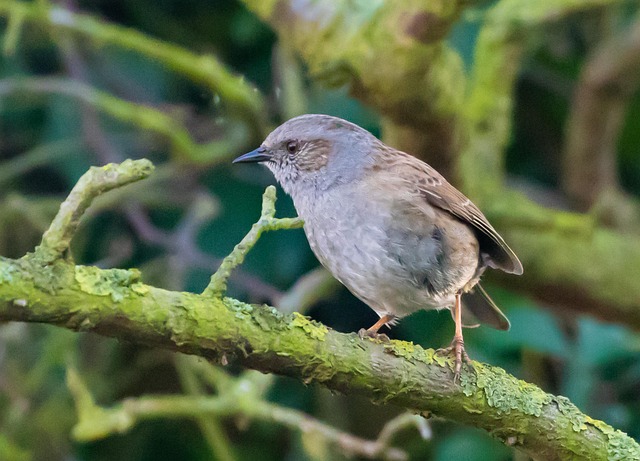 Dunnock foraging beneath ground seed tray