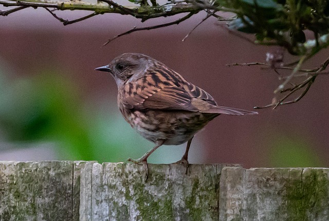 Dunnock hiding among garden leaves