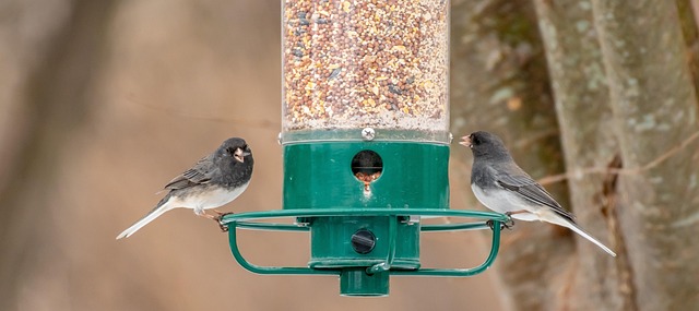 Easy-to-clean window bird feeder design