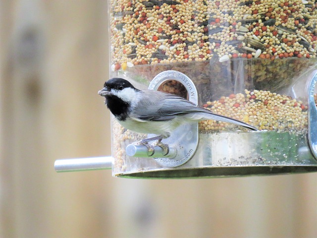 Easy-to-clean window bird feeder design