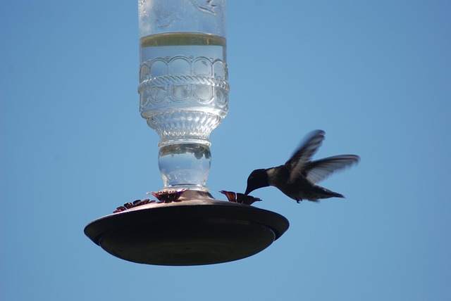 Easy-to-clean window bird feeder design