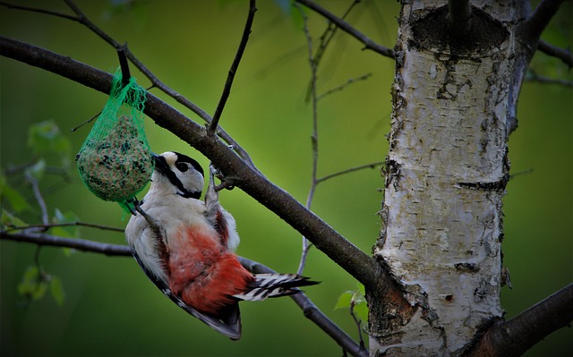 Eco-packaged bird feed on doorstep
