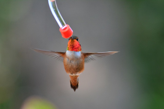 Economical bird feeder for backyard birds