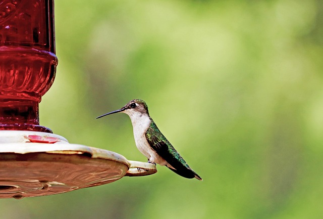 Economical bird feeder for backyard birds