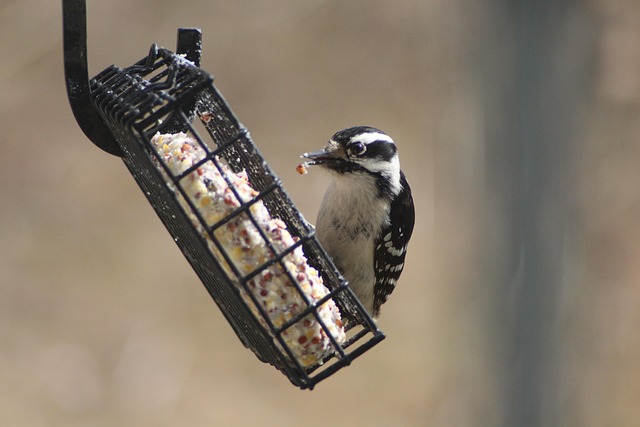 Economical bird feeder for backyard birds