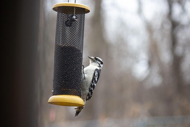 Economical bird feeder for backyard birds