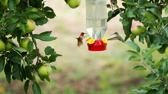 Elevated bird feeder with rat guard