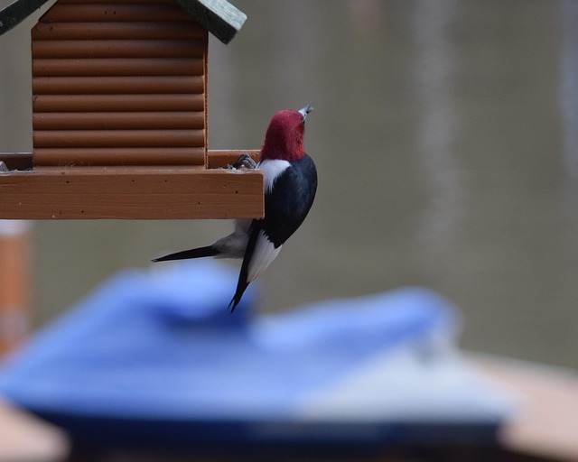 Elevated bird feeder with rat guard