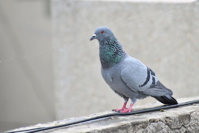 Elevated feeder with pigeon deterrent baffle