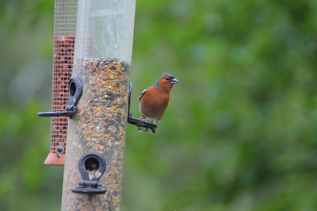 Enclosed seed feeder with drip tray
