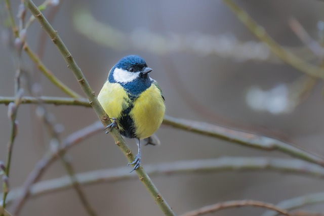 Fat ball bird feeder hanging from branch