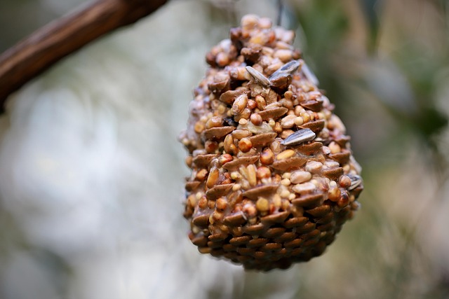 Fat ball bird feeder hanging from branch