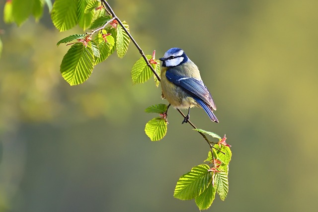 Fat ball bird feeder hanging from branch