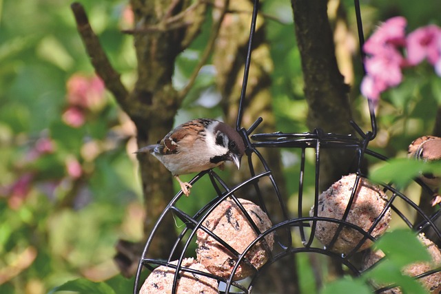 Fat balls hanging from tree branch