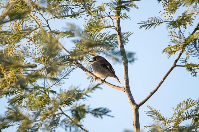Fat balls hanging near robin perch