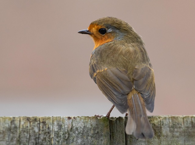Fat balls hanging near robin perch